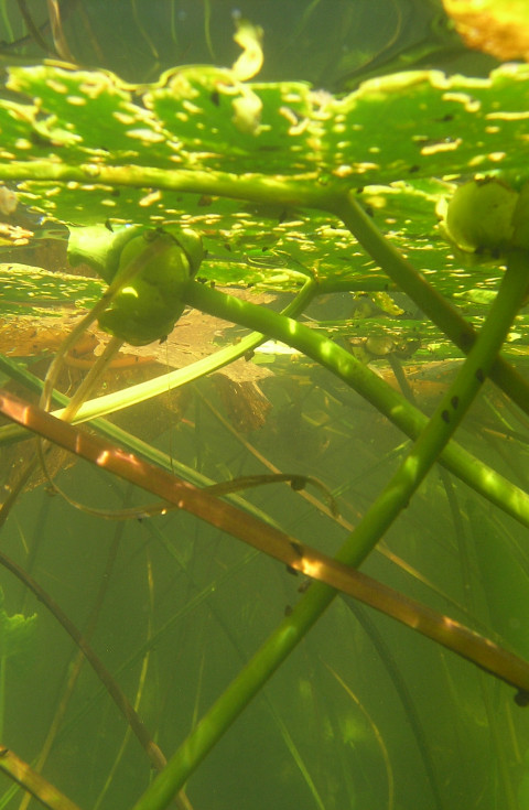 Centre for Wetland Ecology